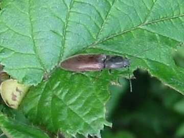Howardian Local Nature Reserve
Beetle