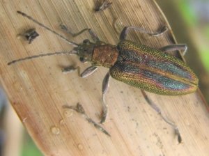 Reed Beetle (Donacia vulgaris)