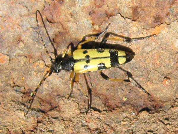 Black and Yellow Longhorn Beetle