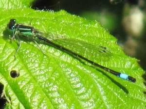 Blue-tailed Damselfly