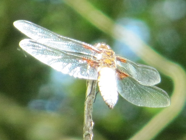 Broad-bodied Chaser