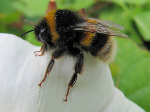 Buff-Tailed Bumble Bee