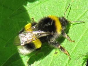 White-tailed bumble bee