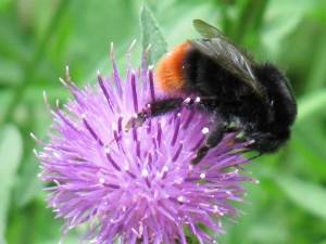 Red-tailed Bumble bee