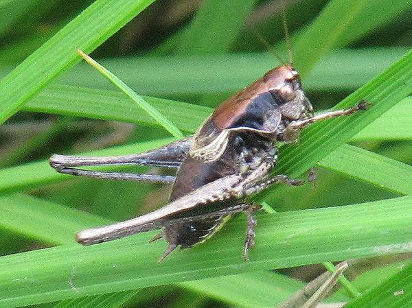 Howardian Local Nature Reserve
   Dark Bush Cricket