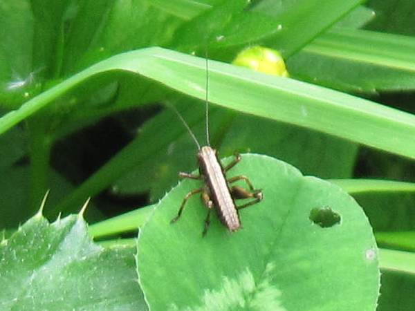 Howardian Local Nature Reserve
   Dark Bush Cricket