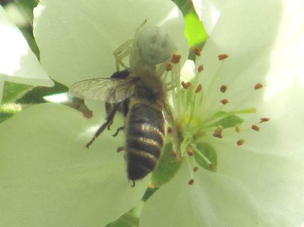 Crab Spider (Misumena vatia)