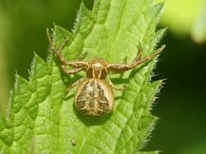 Crab Spider (Xysticus cristatus)