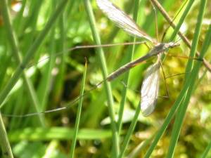 Crane Fly