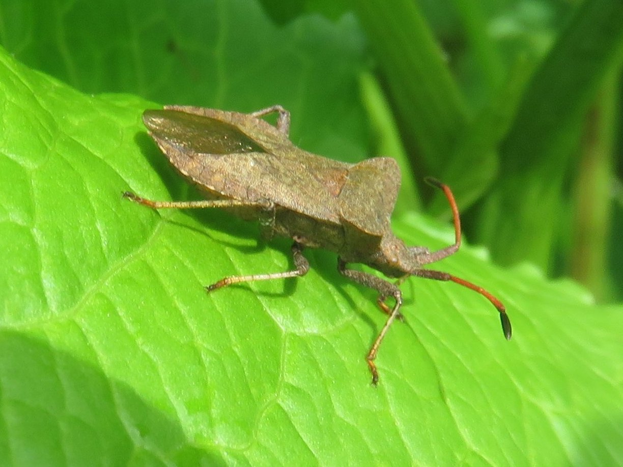 Howardian Local Nature Reserve
  Dock Bug