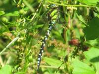 Southern Hawker