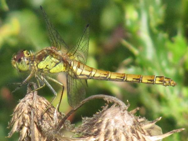 Howardian Local Nature Reserve
   Common Darter  (Female)