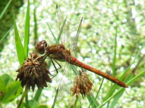 Common Darter - male