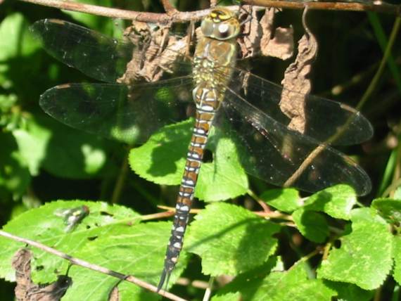 Howardian Local Nature Reserve
Migrant Hawker (female) Dragonfly