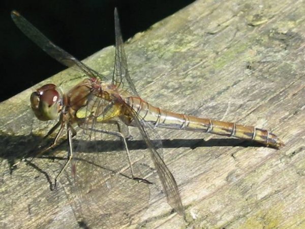 Howardian Local Nature Reserve
Common Darter Dragonfly