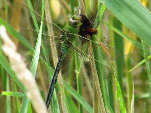 Emperor Dragonfly