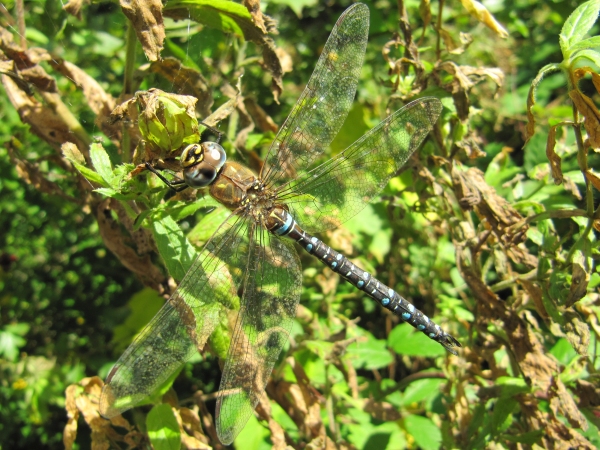 Migrant Hawker (Male)