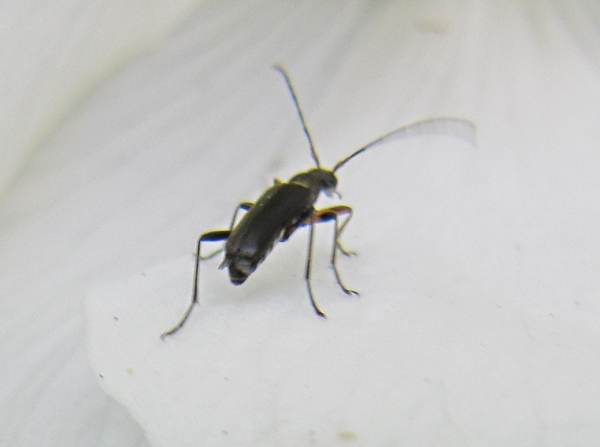 Longhorn Beetle (Grammoptera ruficornis)