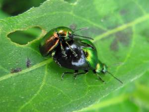 Green Dock Beetle, Mating