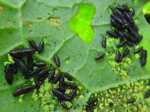 Dark Bush Cricket, Larva