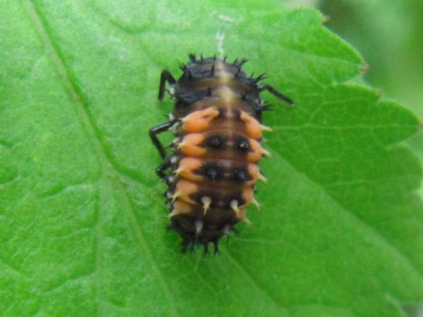 Harlequin Ladybird  (Larva))