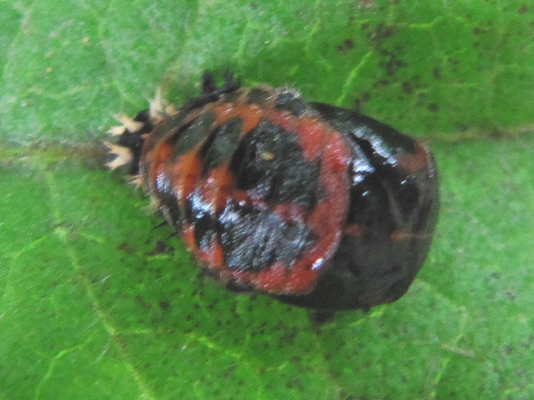 Harlequin Ladybird (Pupae)