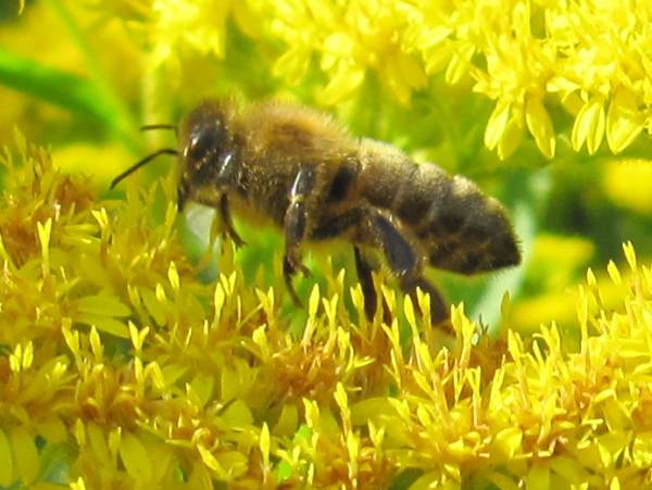 Howardian Local Nature Reserve
  Honey Bee (Apis mellifera)