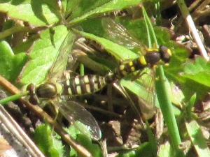 Hover Fly ~ (Mating pair)