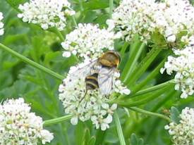 Hover Fly (Syrphus sp.)