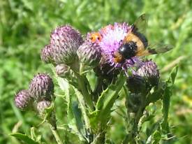 Hover Fly (Volucella pellucens)