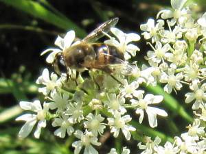 Hover Fly (Eristalis (indeterminate))