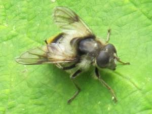 Hover Fly (Cheilosia illustrata)