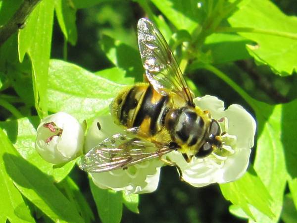 Howardian Local Nature Reserve
  Hoverfly (Myathropa florea)
