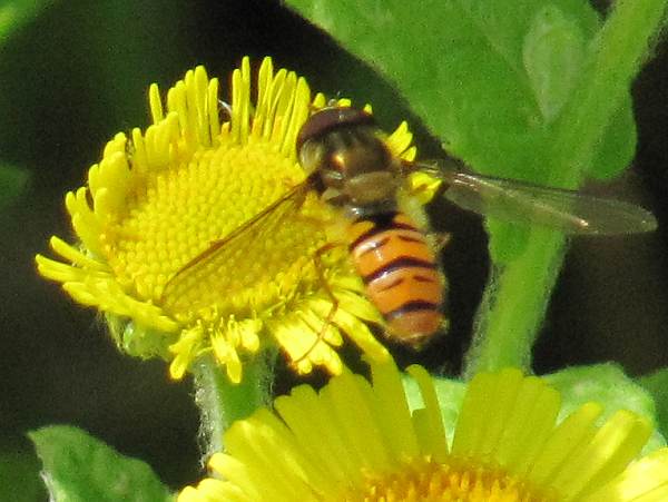 Howardian Local Nature Reserve
  Hoverfly