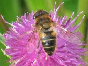 Hoverfly (Eristalis pertinax)