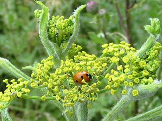 Howardian Local Nature Reserve
  Ladybird (7-spot)
  on Wild Parsnip
