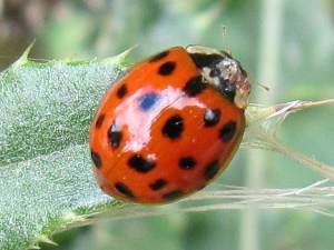 Harlequin Ladybird