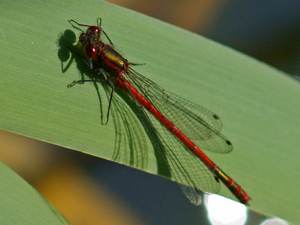 Large Red Damselfly