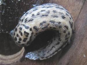 Leopard Slug