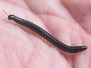 Black Snake Millipede