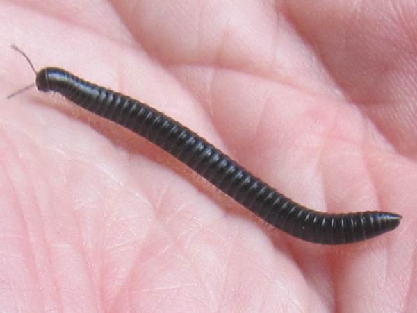 Howardian Local Nature Reserve
  Black Snake Millipede
