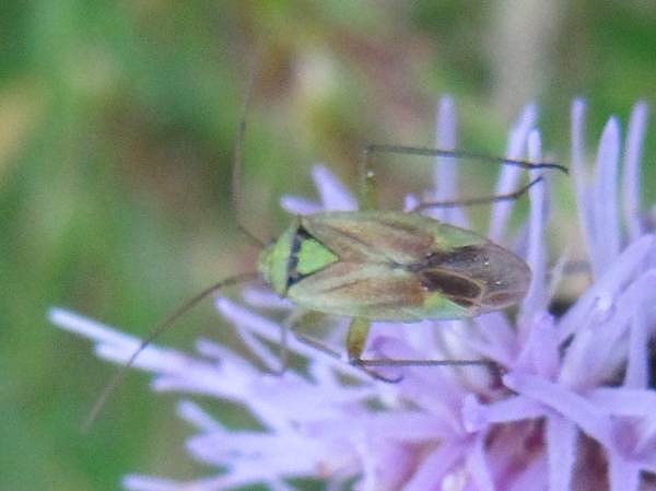 (Calocoris (Closterotomus) norwegicus)