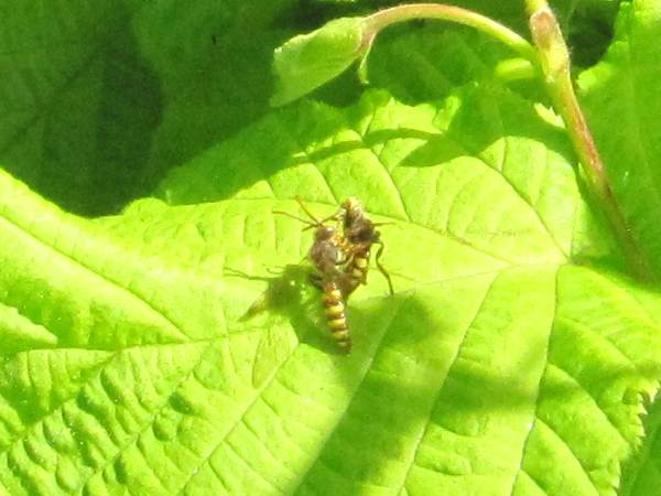 Cuckoo Bee ~ Nomada flava group