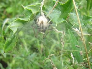 Nursery-Web Spider