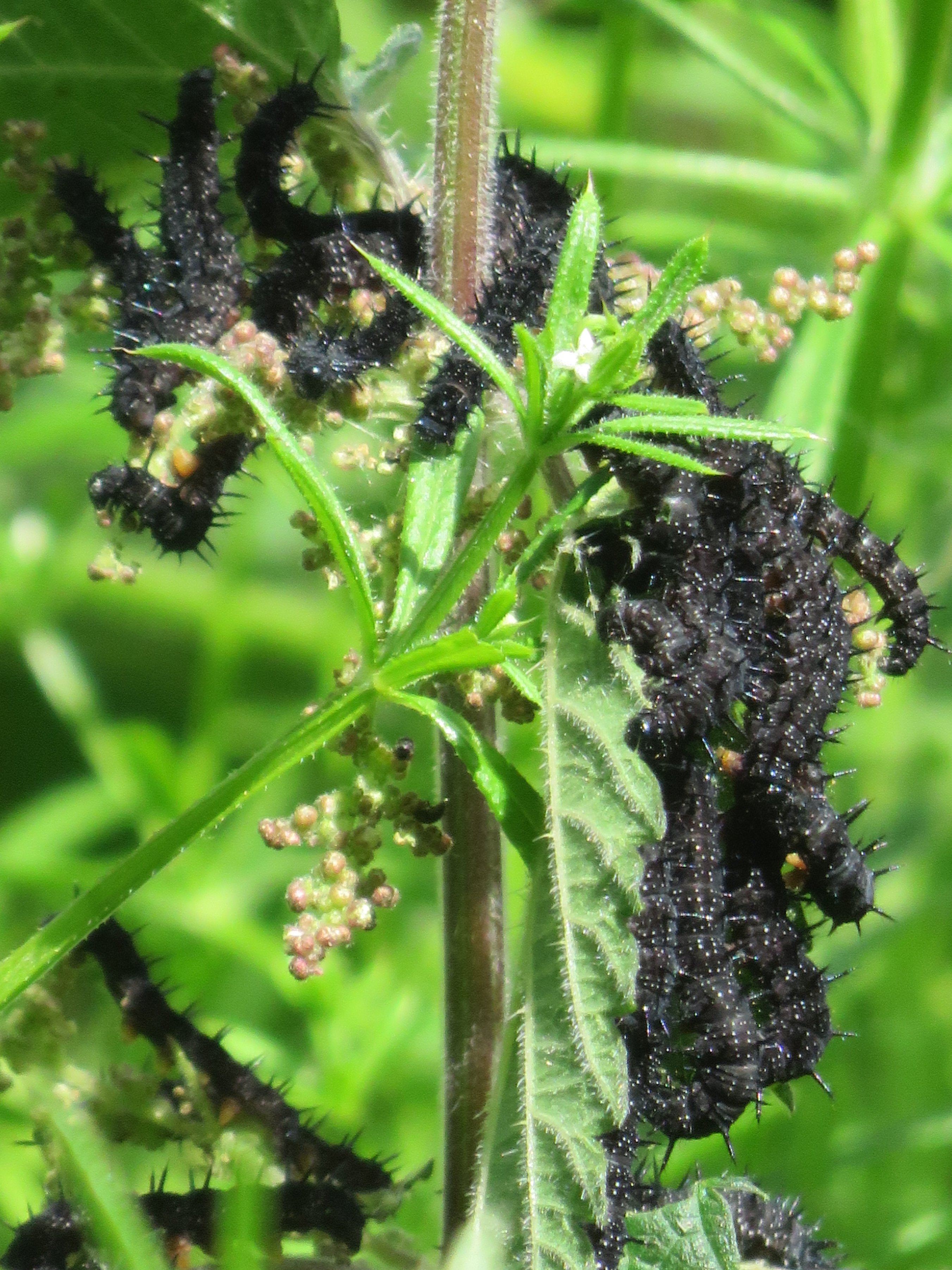 Peacock (Caterpillar)