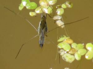 Pond Skater