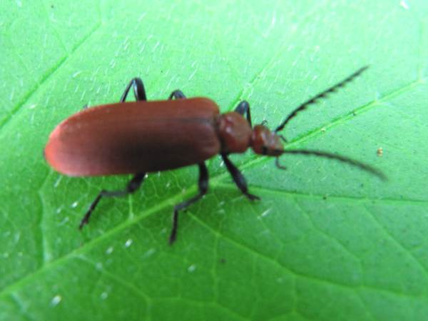 Red-headed Cardinal Beetle