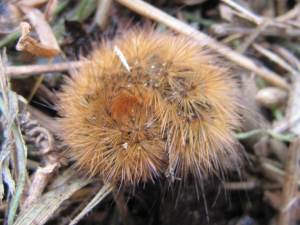 Ruby Tiger Moth