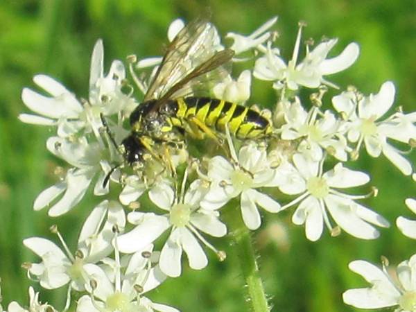 Sawfly (Tenthredo sp.)