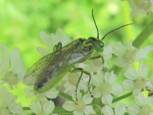 Sawfly (Rhogogaster sp.)